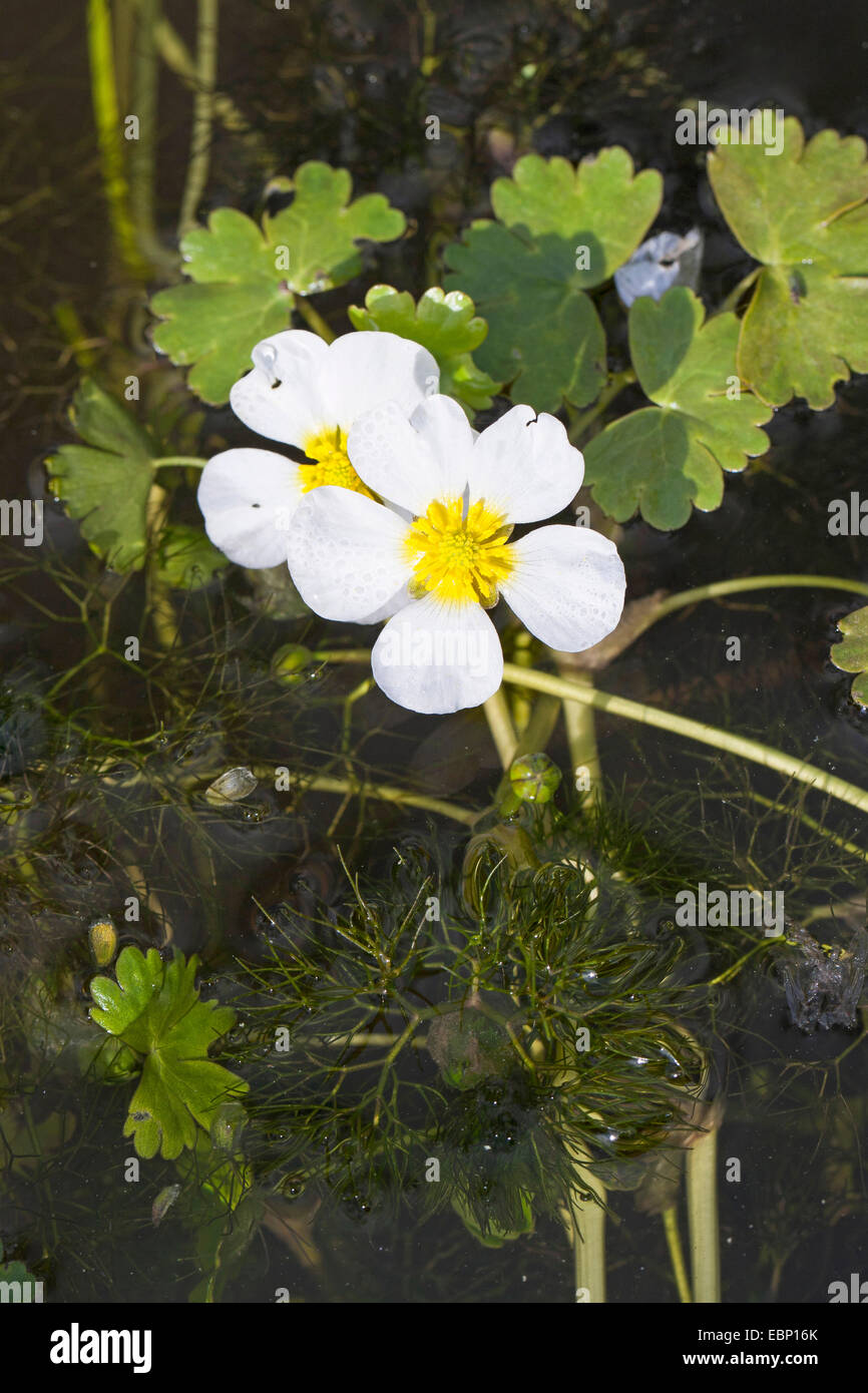 L'eau de bassin-crowfoot, l'eau de bassin (Ranunculus peltatus crowfoot, Ranunculus aquatilis ssp. peltatus), blooming, Allemagne Banque D'Images