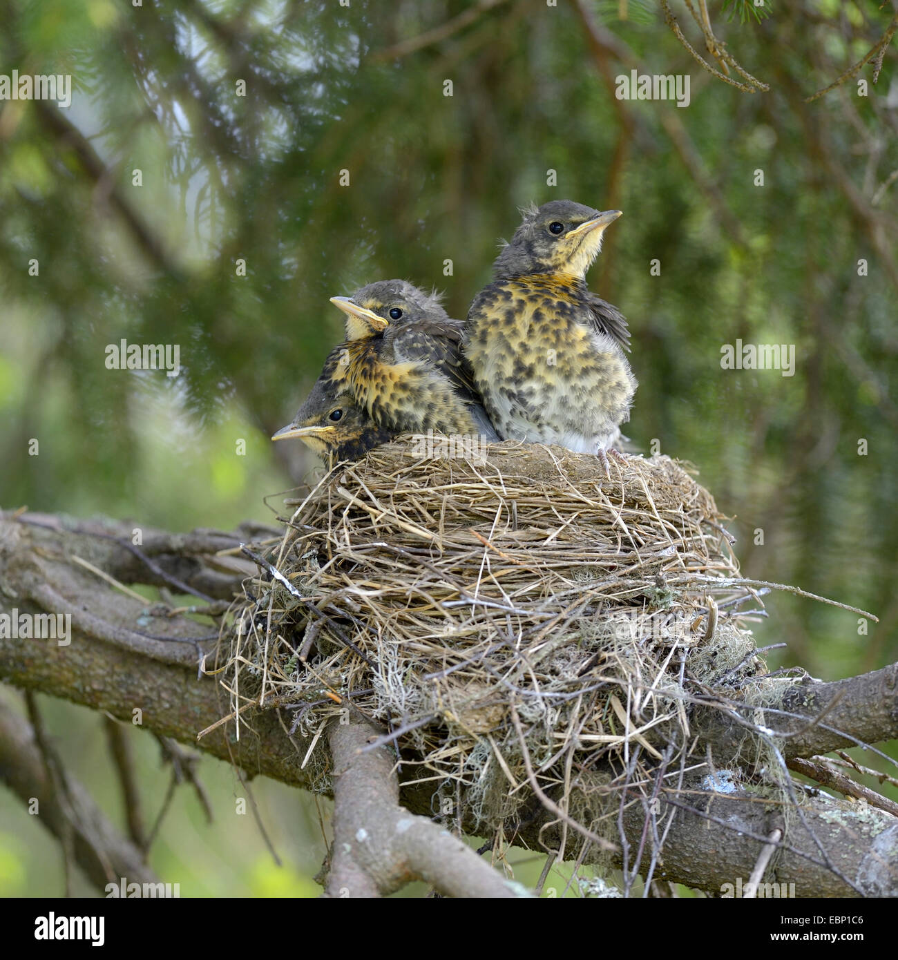 F) fieldfare (Turdus, les jeunes oiseaux dans le nid peu de temps avant l'envol, la Finlande Banque D'Images