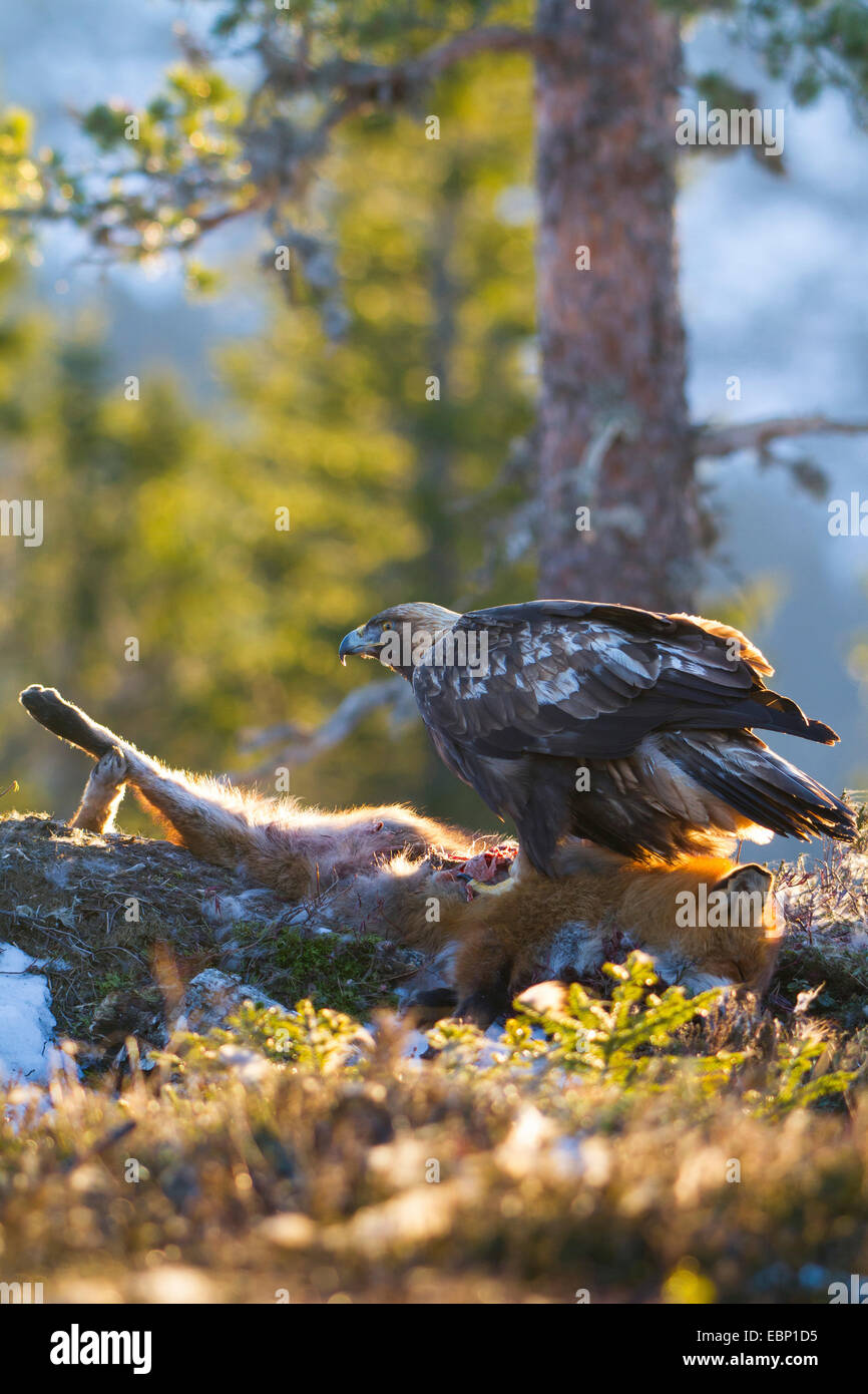 L'aigle royal (Aquila chrysaetos), debout sur un dead red fox, Norvège, Trondheim Banque D'Images