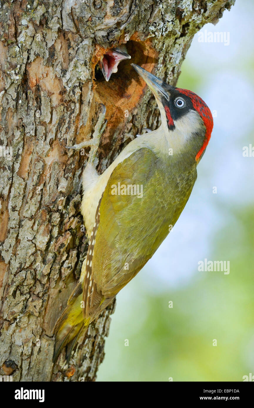 Pic Vert (Picus viridis), l'alimentation mâle au trou d'élevage des poussins dans un pommier, Allemagne, Bade-Wurtemberg Banque D'Images