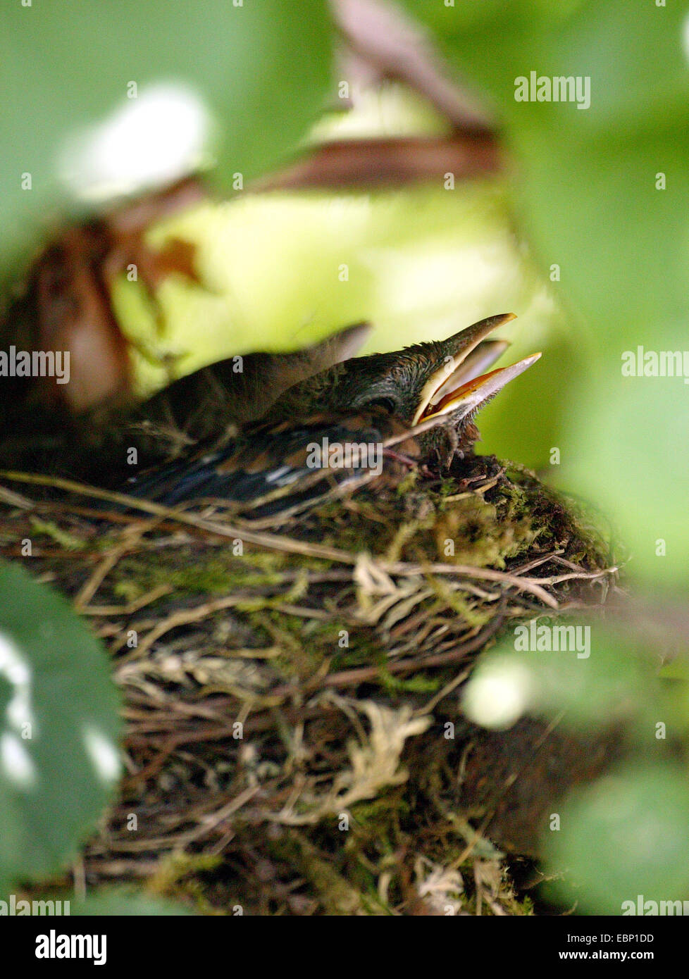 Blackbird (Turdus merula), les jeunes merles in nest Banque D'Images
