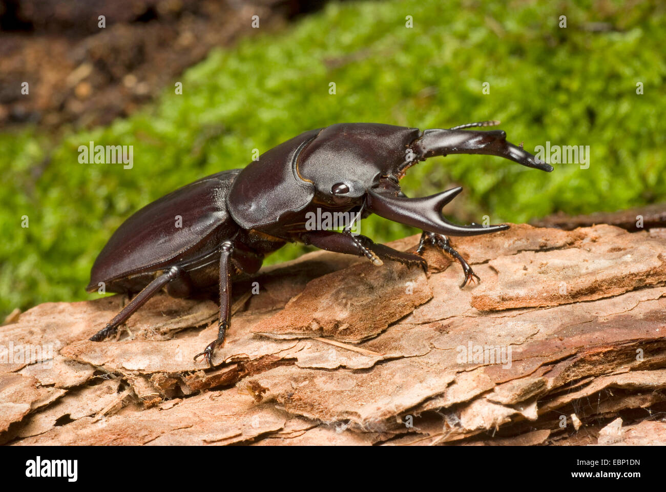 Stag beetle (Dorcus alcides), assis sur le bois mort Banque D'Images