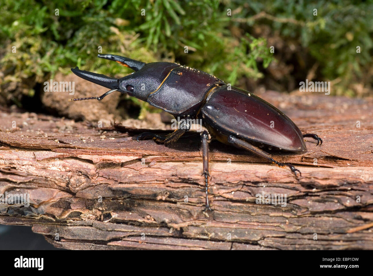 Stag Beetle (Dorcus taurus), assis sur le bois mort Banque D'Images