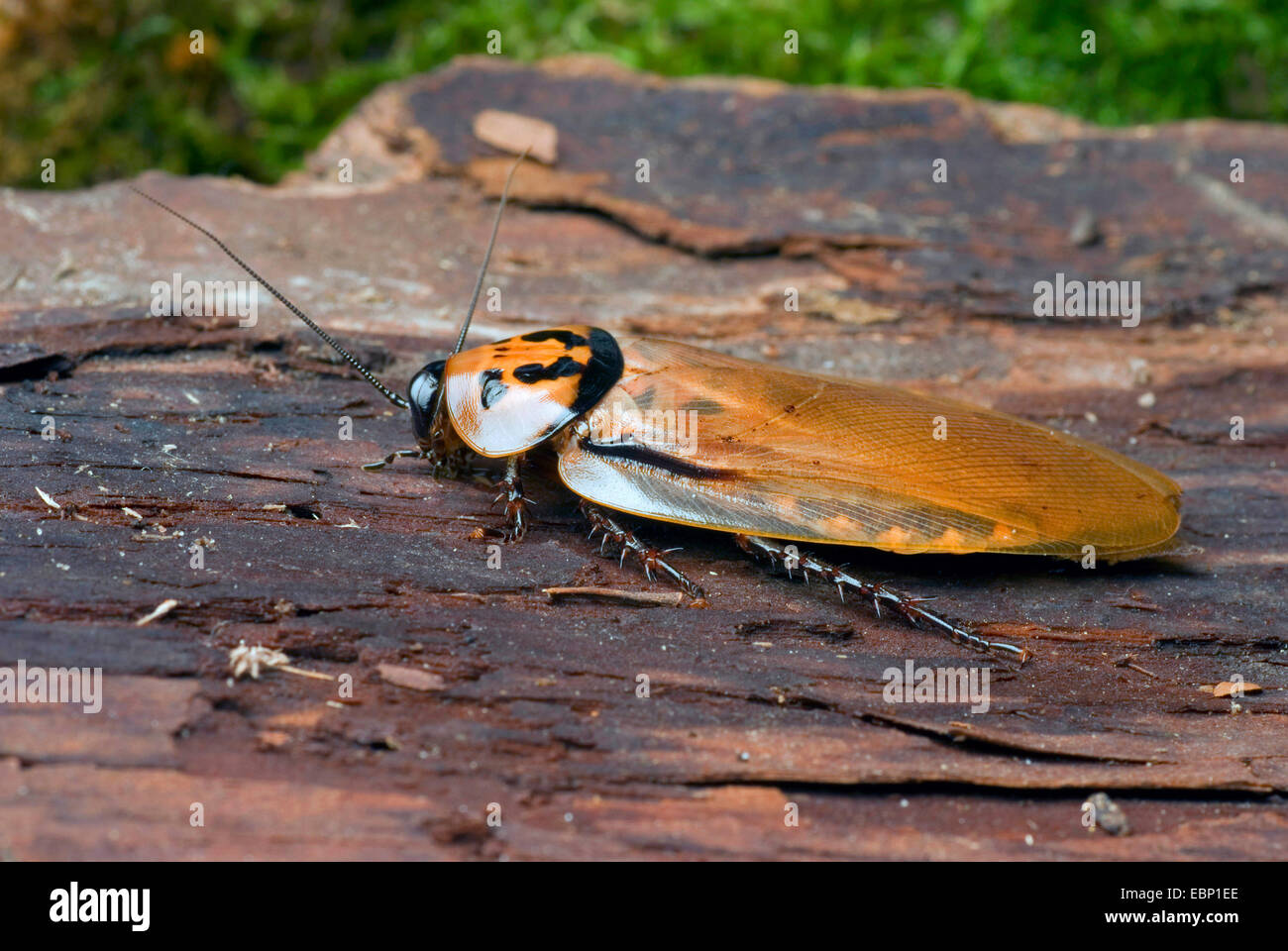 4 spots roach (Eublaberus distanti), sur l'écorce Banque D'Images
