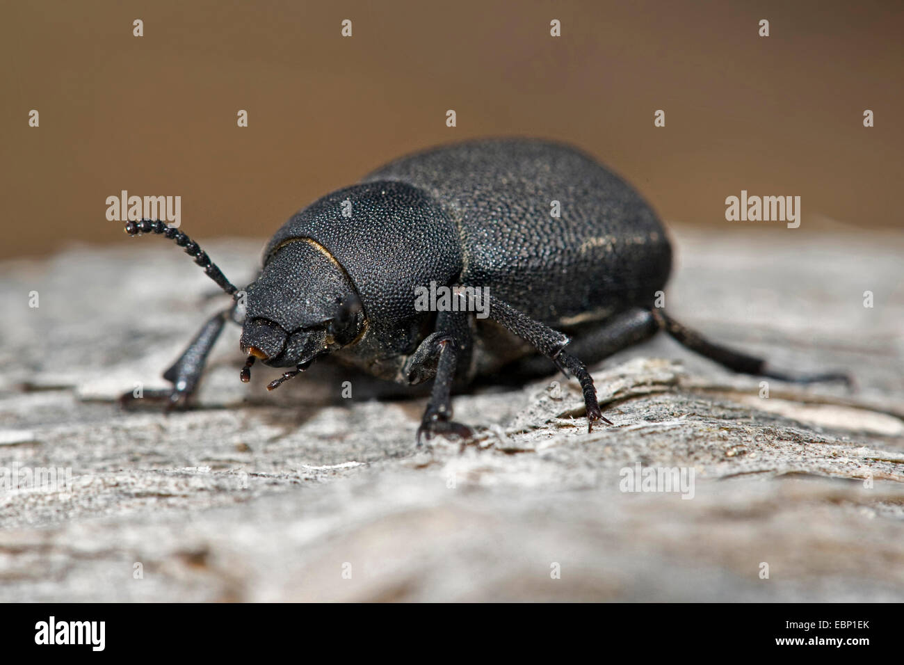 Beetle (Graecopachys quadricollis), sur le bois mort Banque D'Images
