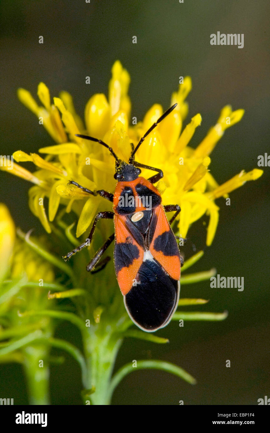 Tropidothorax leucopterus (Bug au sol), sur fleur jaune, Allemagne Banque D'Images