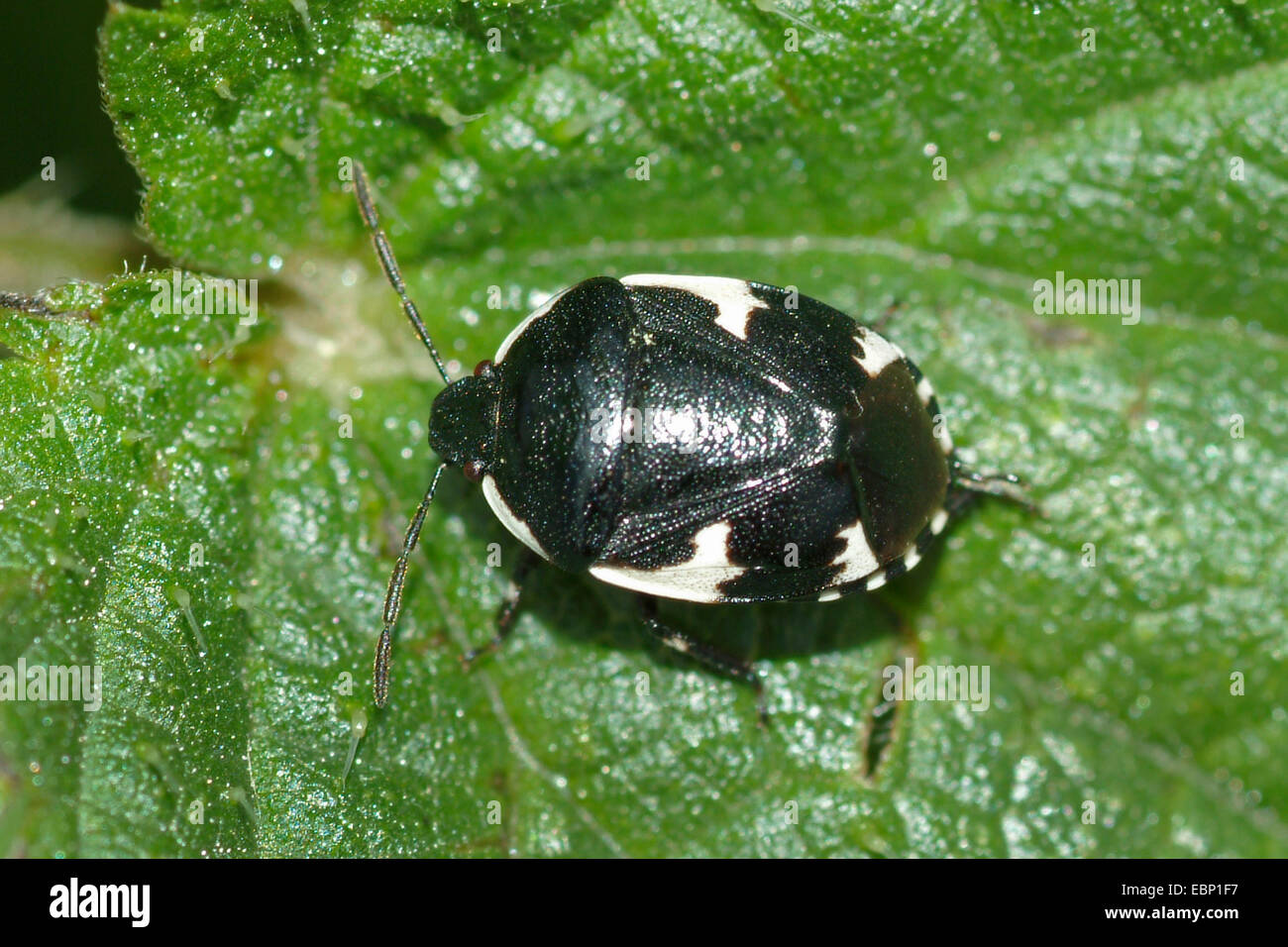 Tritomegas sexmaculatus shieldbug (pied), sur une feuille, Allemagne Banque D'Images