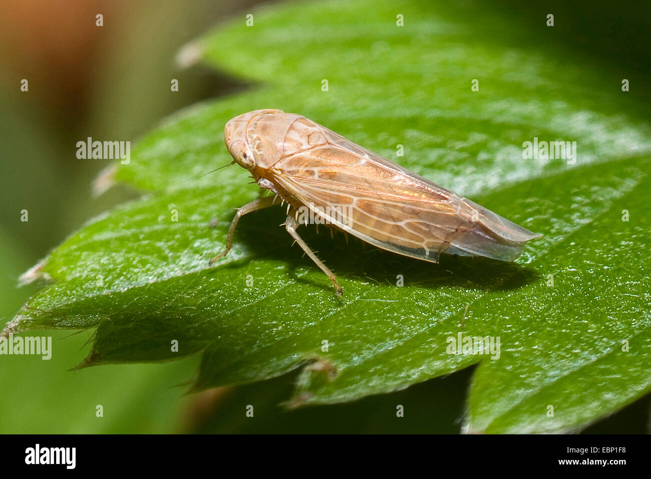 (Thamnotettix dilutior cicadelles), sur une feuille, Allemagne Banque D'Images