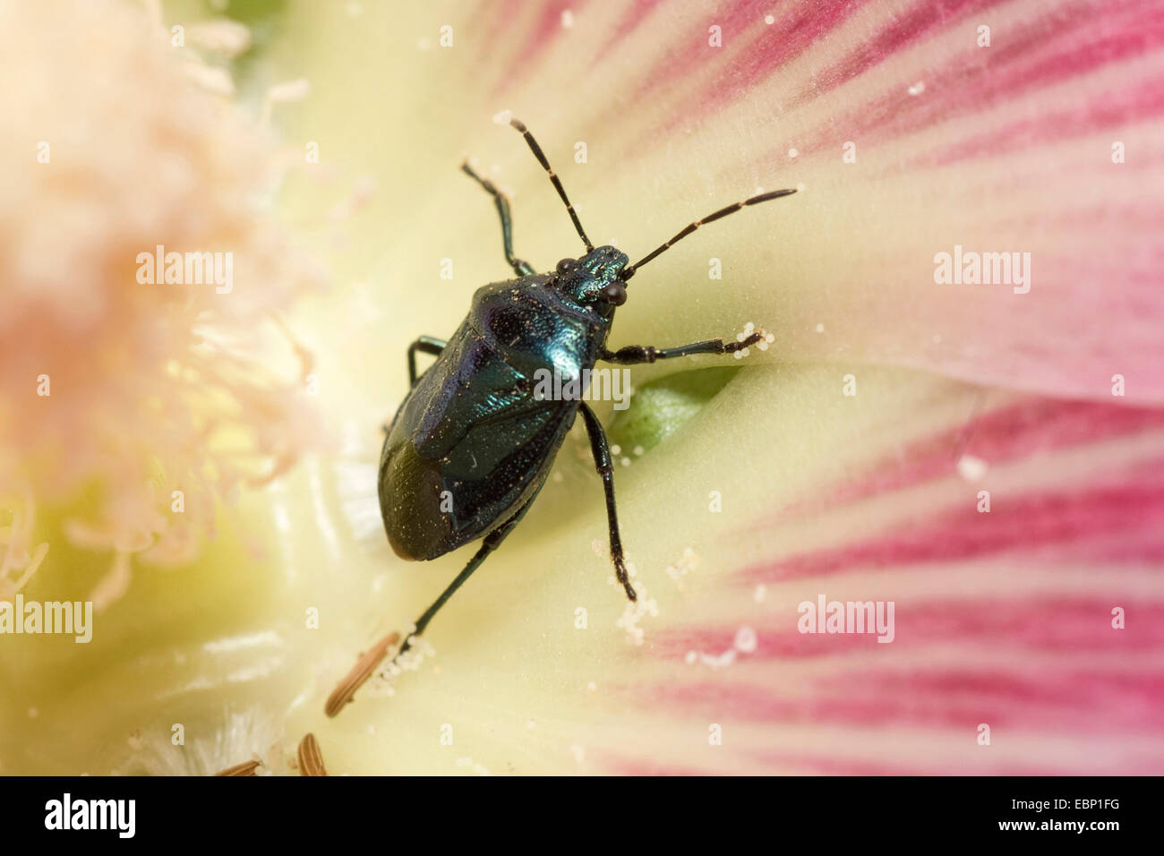 Bug du Bouclier bleu, blue bug (Zicrona caerulea), sur une fleur, Allemagne Banque D'Images