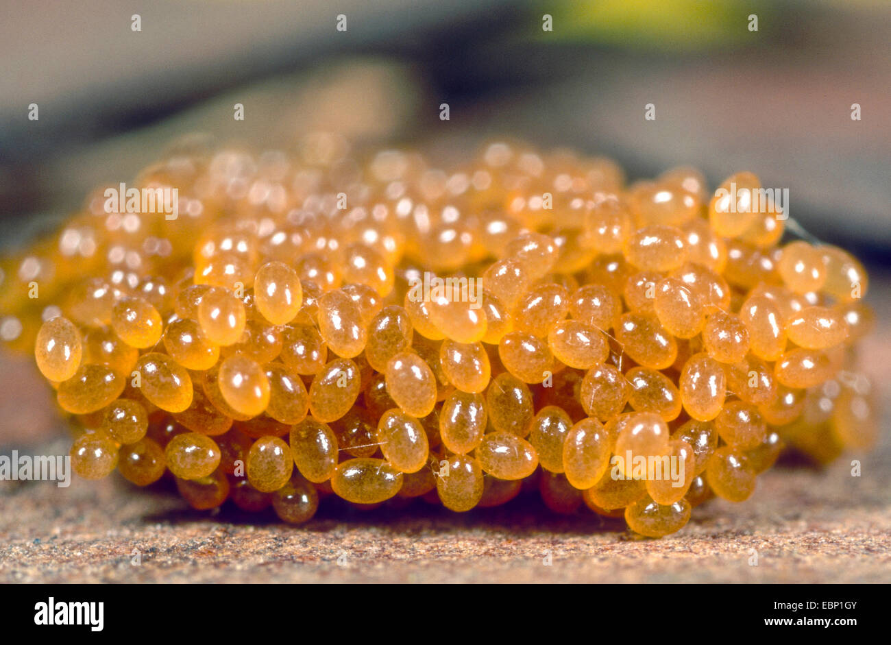 Ricin Europeenne Tique Tique Moutons Europeens Ixodes Ricinus Oeufs Allemagne Photo Stock Alamy