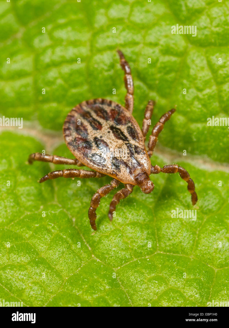 Tiques Dermacentor reticulatus (marais), homme assis sur une feuille, Allemagne Banque D'Images