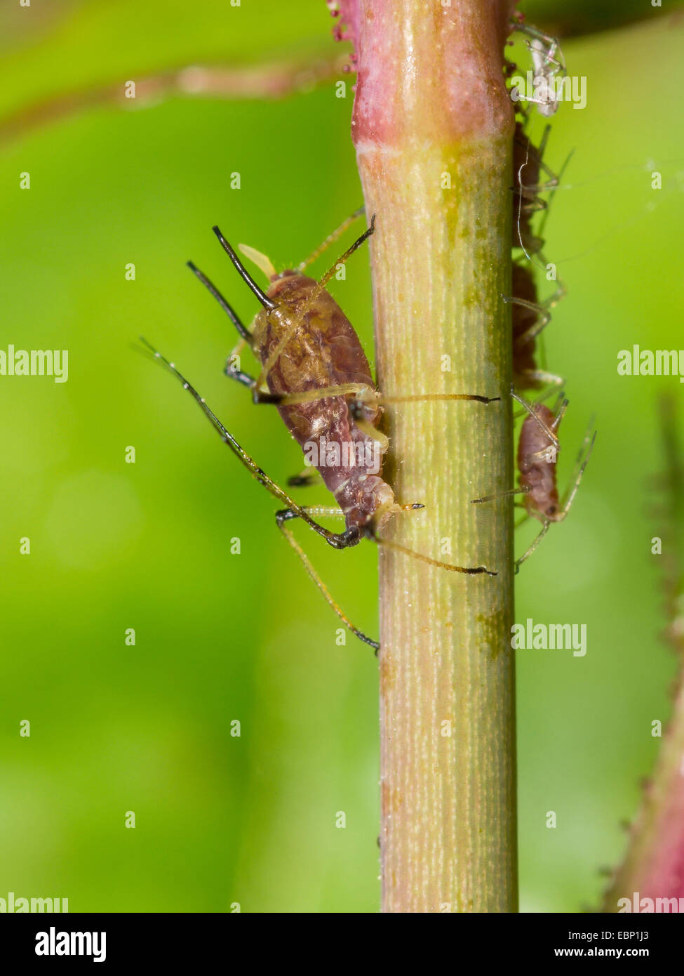 Puceron, les pucerons (Aphididae), les pucerons suçant une rose, Allemagne Banque D'Images