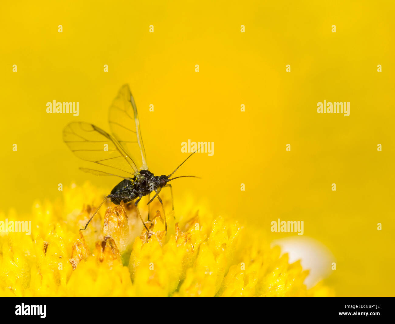 Puceron, les pucerons (Aphididae), puceron noir sur une marguerite fleur, Allemagne Banque D'Images