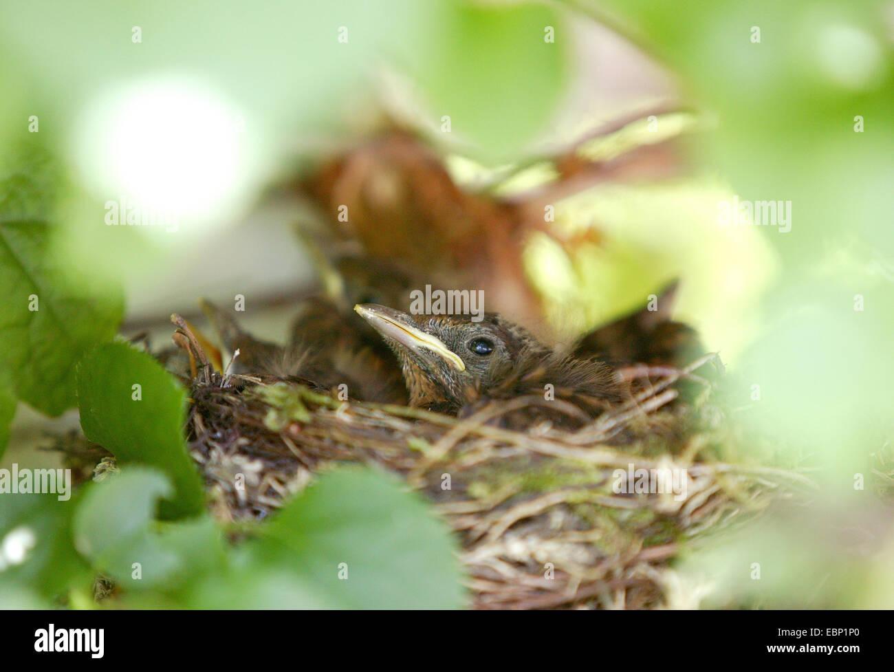 Blackbird (Turdus merula), les jeunes merles in nest Banque D'Images