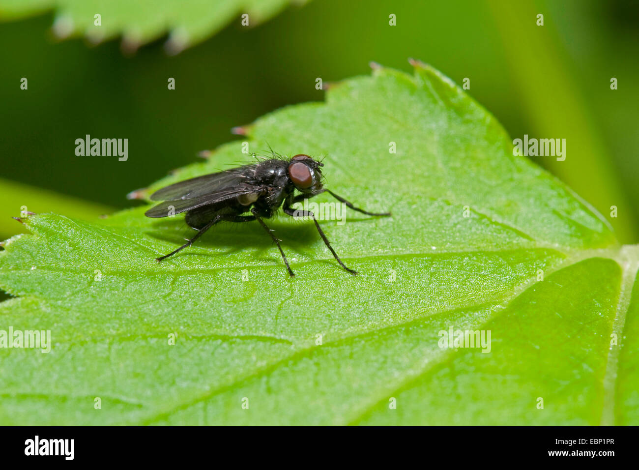 Forest Fly (Hydrotaea spec.), sur une feuille, Allemagne Banque D'Images