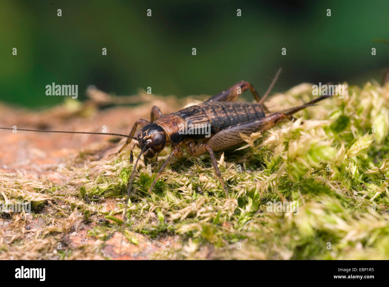 Cricket bois (Nemobius sylvestris), sur la mousse, Allemagne Banque D'Images