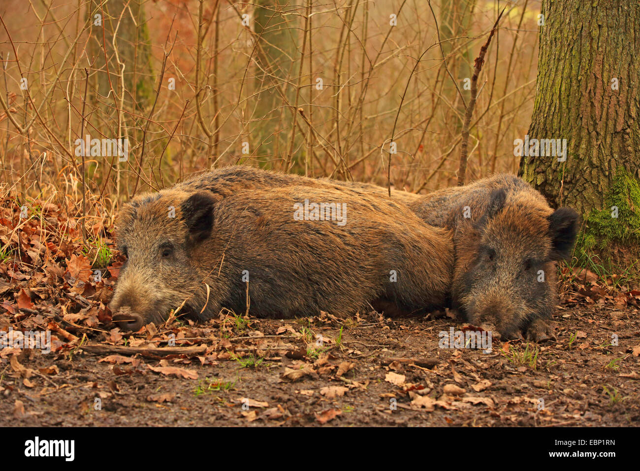 Le sanglier, le porc, le sanglier (Sus scrofa), reposant sur les sangliers, Allemagne, Bade-Wurtemberg Banque D'Images