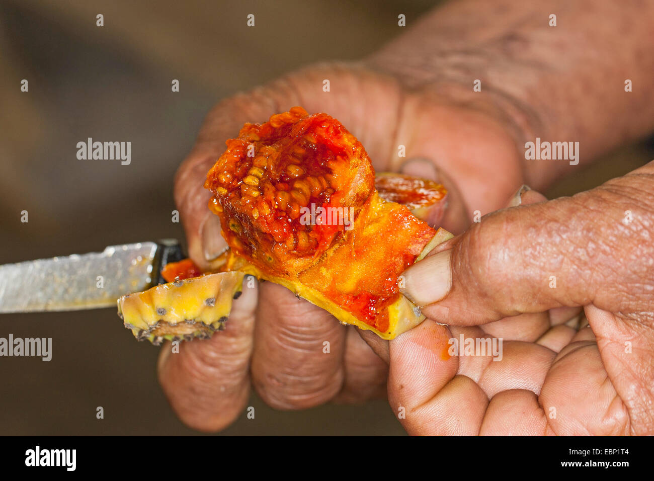 Fig indien, figuier de Barbarie (Opuntia ficus-indica, Opuntia ficus-barbarica), des fruits est coupé en tranches Banque D'Images
