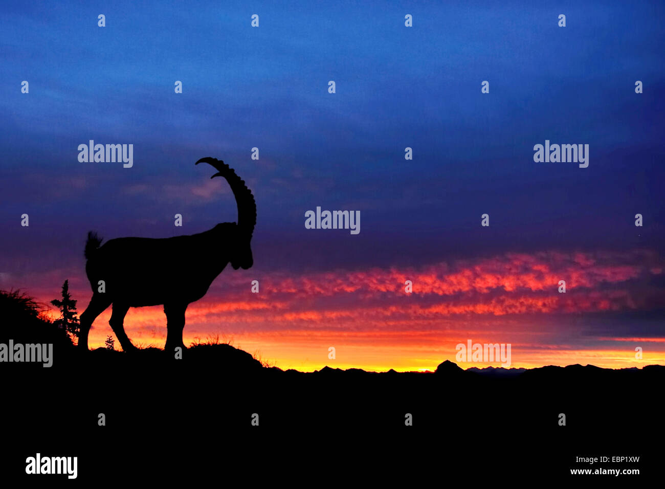 Bouquetin des Alpes (Capra ibex Capra ibex ibex), Bouquetin des Alpes, avant de coucher de soleil, Autriche Banque D'Images