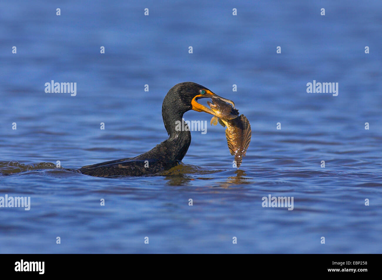 Cormoran à aigrettes (Phalacrocorax auritus), nourrir un poisson, USA, Floride, l'île de Sanibel Banque D'Images