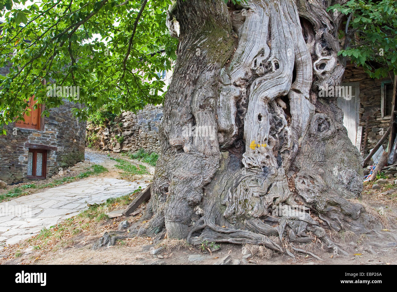 Spanish chestnut, le châtaignier (Castanea sativa), le Chemin de Saint-Jacques de Compostelle, châtaignier avec flèche peinte, l'Espagne, la Galice, Lugo, Ramil Banque D'Images