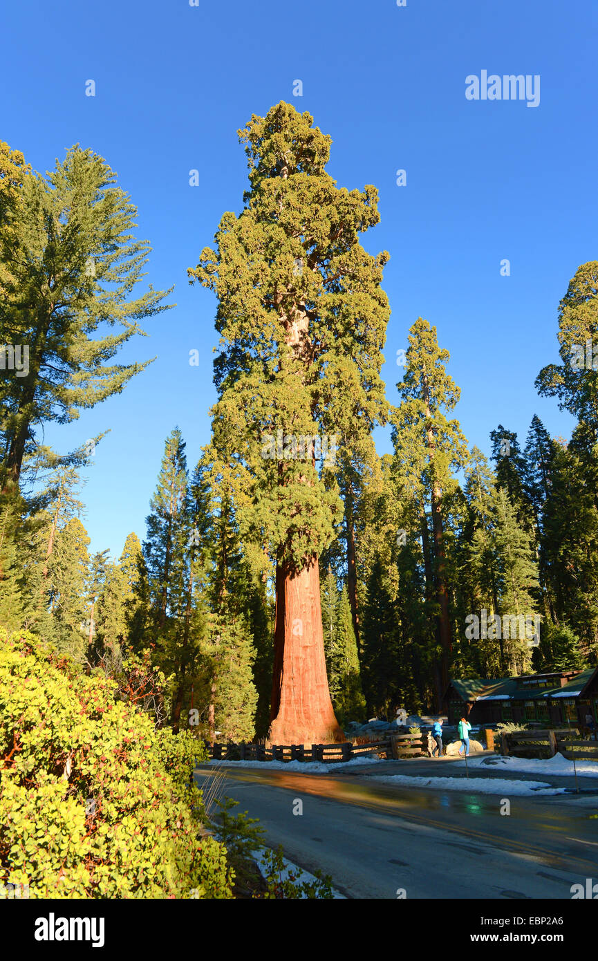 Le séquoia géant, géant (Sequoiadendron giganteum), les touristes à côté d'un grand séquoia géant, États-Unis, Californie, Sequoia National Park Banque D'Images