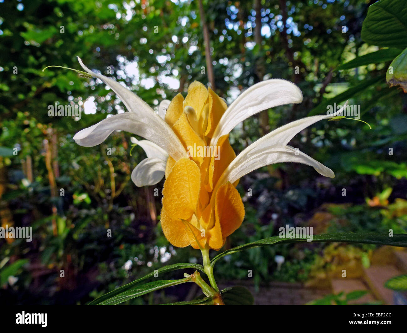 Bougie or, Lollipop Plant, usine de crevettes d'Or (Pachystachys lutea), inflorescence Banque D'Images