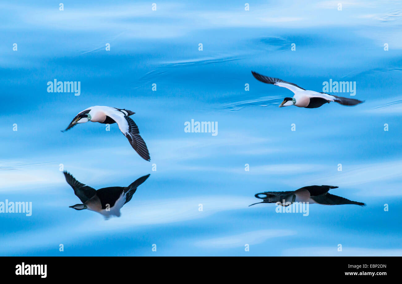 L'eider à duvet (Somateria mollissima), canards en vol, la Norvège Banque D'Images