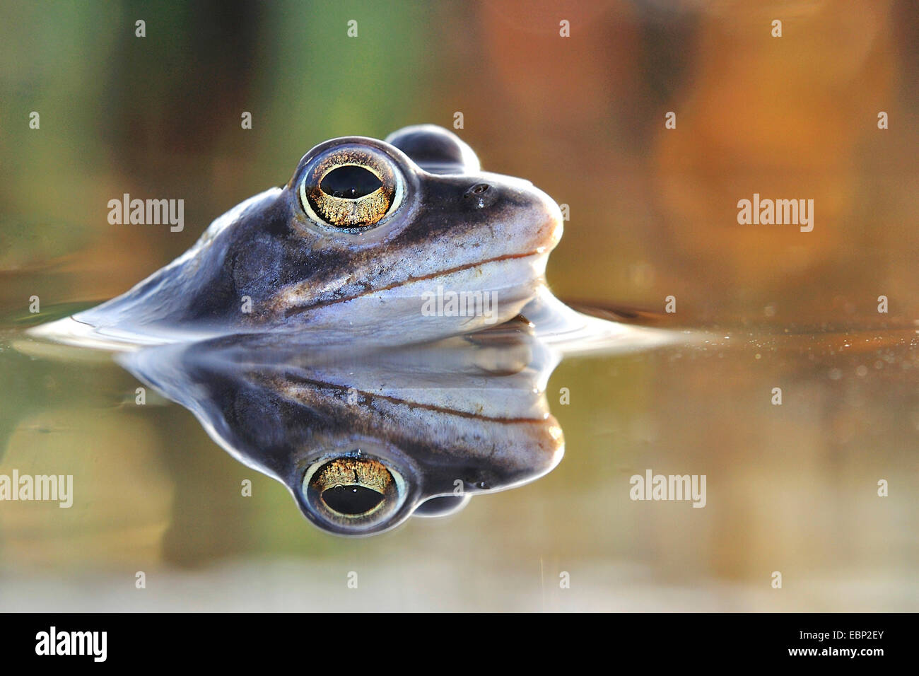 Moor frog (Rana arvalis), portrait en image miroir, Allemagne Banque D'Images
