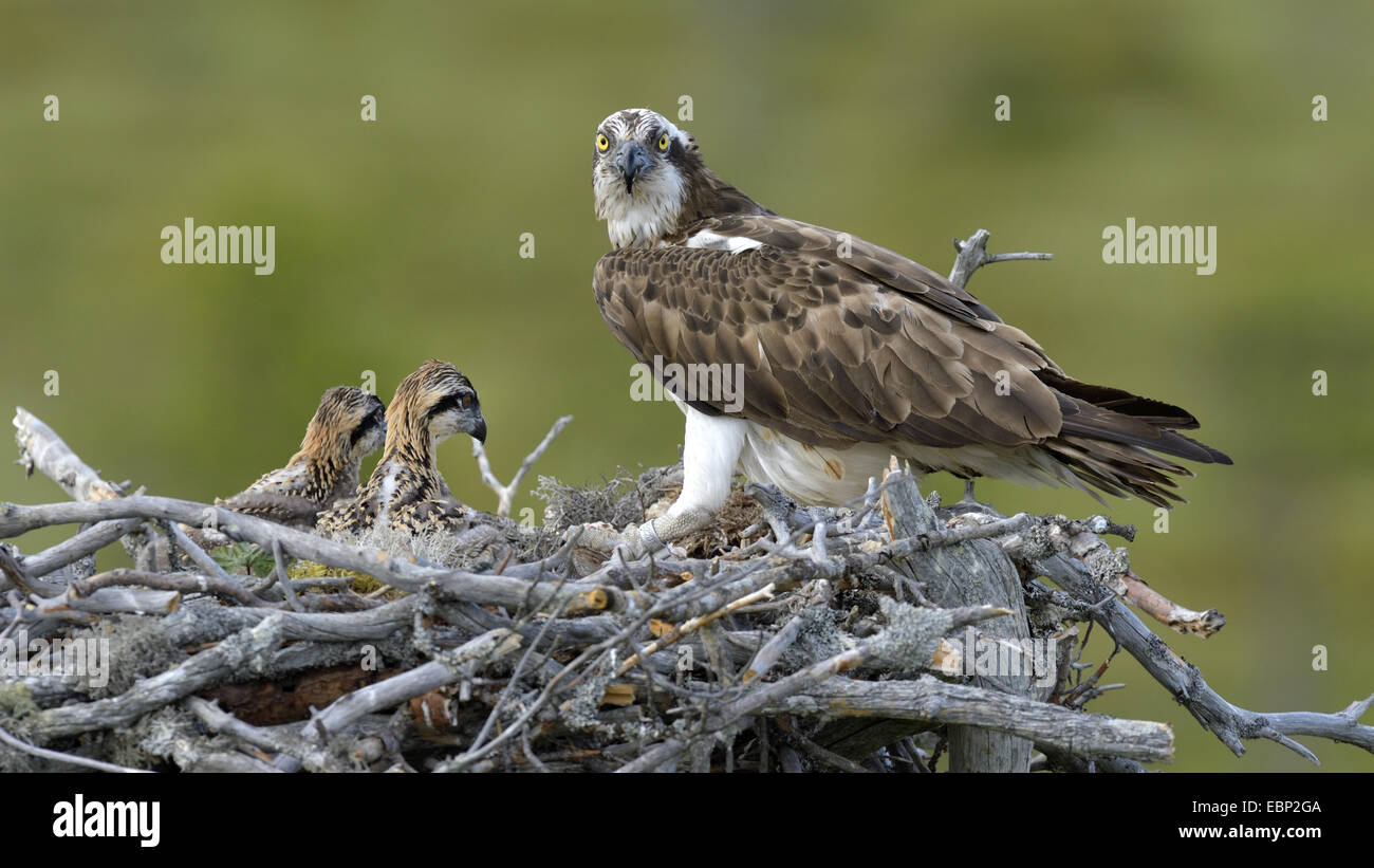 Osprey, le poisson hawk (Pandion haliaetus), l'envol d'alimentation femelle dans le nid, la Finlande Banque D'Images