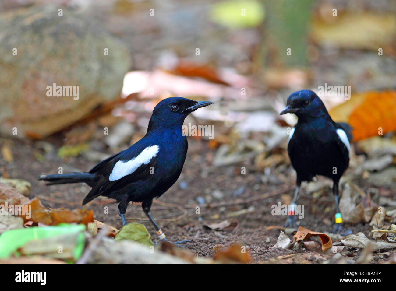 Pie chanteuse des Seychelles Copsychus sechellarum), (deux adultes sur l'alimentation sur le terrain, les Seychelles, l'île de Cousin Banque D'Images Pie chanteuse des Seychelles Copsychus sechellarum), (deux adultes sur l'alimentation sur le terrain, les Seychelles, l'île de Cousin Banque D'Images