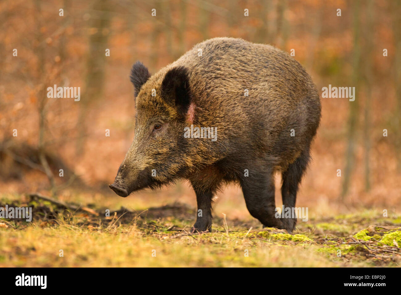 Le sanglier, le porc, le sanglier (Sus scrofa), wild semer en hiver, l'Allemagne, en Rhénanie du Nord-Westphalie, Rhénanie-Palatinat Banque D'Images