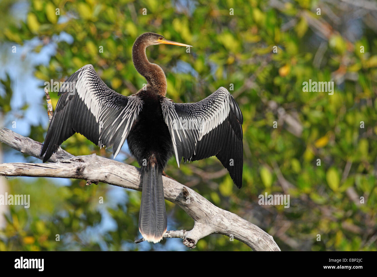 Dard d'Amérique (Anhinga anhinga), femme de soleil sur une branche, USA, Floride, l'île de Sanibel Banque D'Images