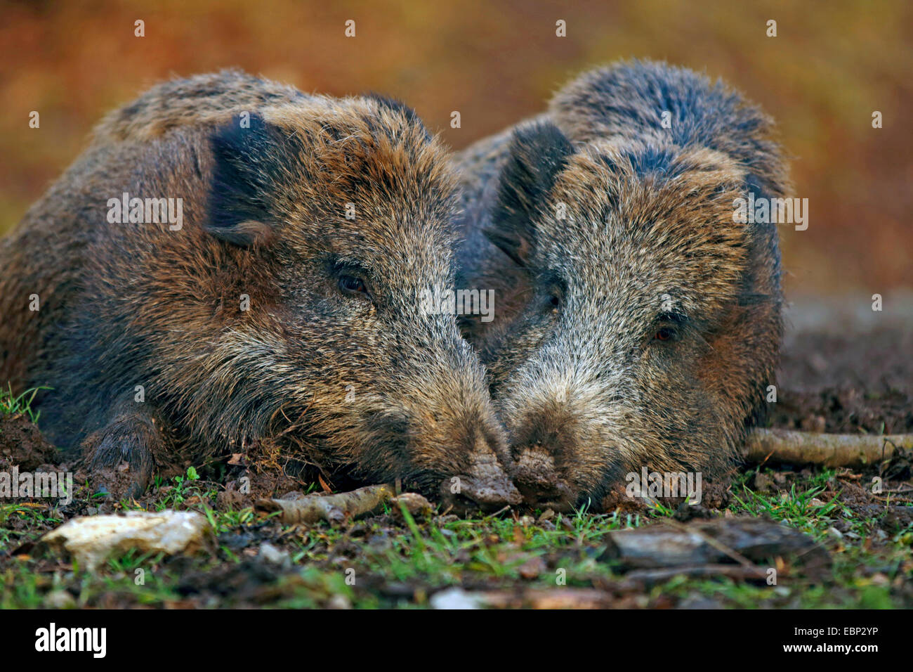 Le sanglier, le porc, le sanglier (Sus scrofa), deux sangliers se reposer côte à côte, l'Allemagne, Bade-Wurtemberg Banque D'Images
