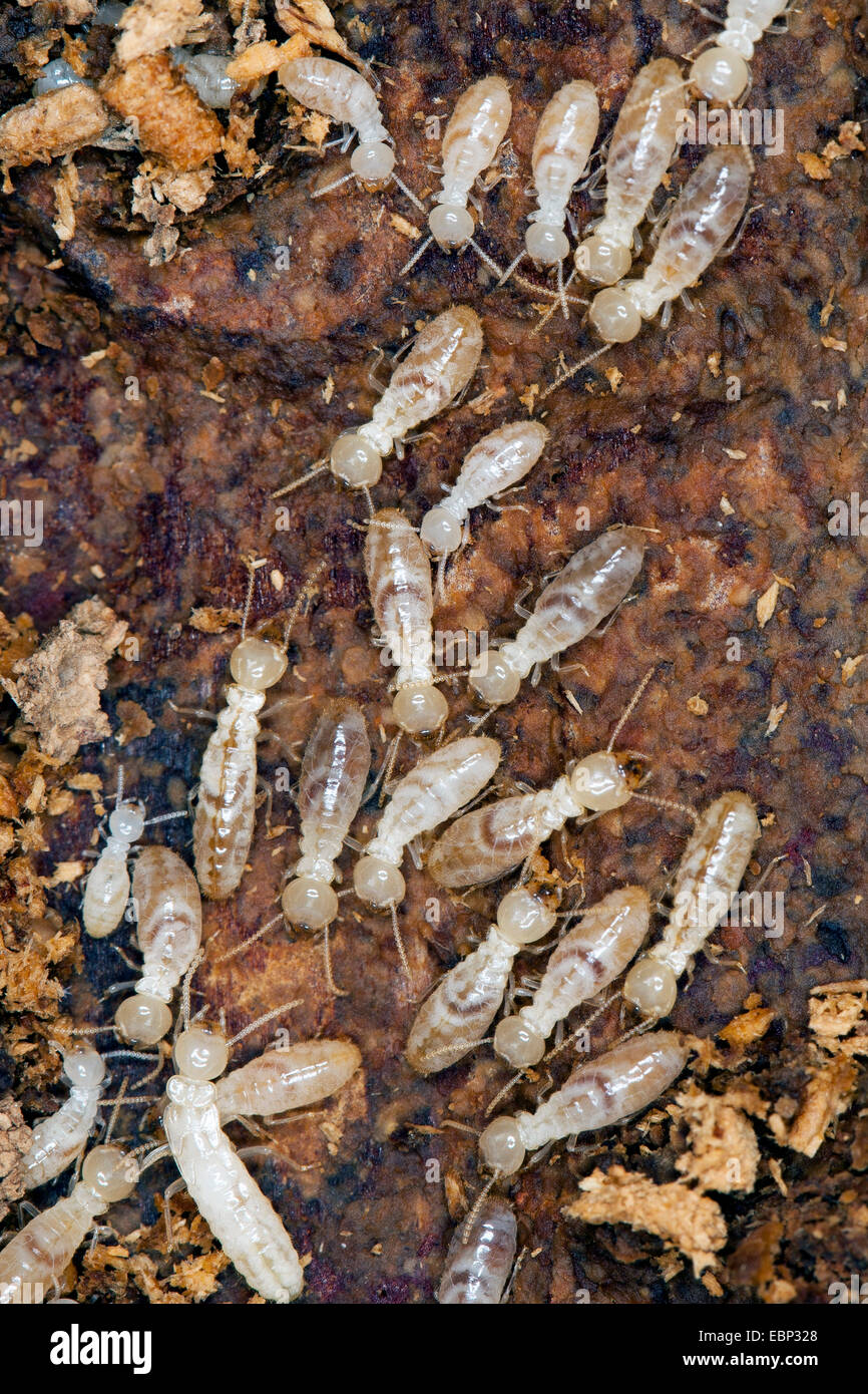 (Termites Reticulitermes lucifugus corsicus, le Reticulitermes lucifugus corsicus, le Reticulitermes), beaucoup de termites sur le bois mort, France, Corse Banque D'Images