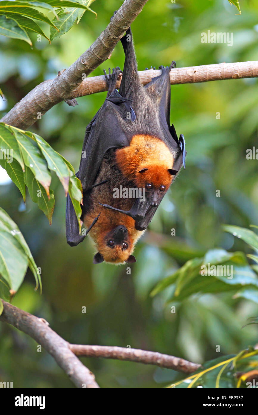 Seychelles, seychelles flying fox (Pteropus seychellensis fruit bat), paire accroché dans un arbre, Seychelles, Mahe Banque D'Images