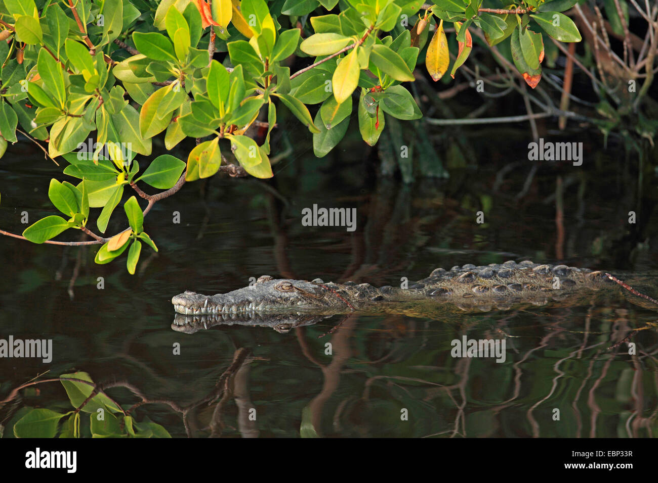 Crocodile (Crocodylus acutus), natation, USA, Floride, le Parc National des Everglades Banque D'Images