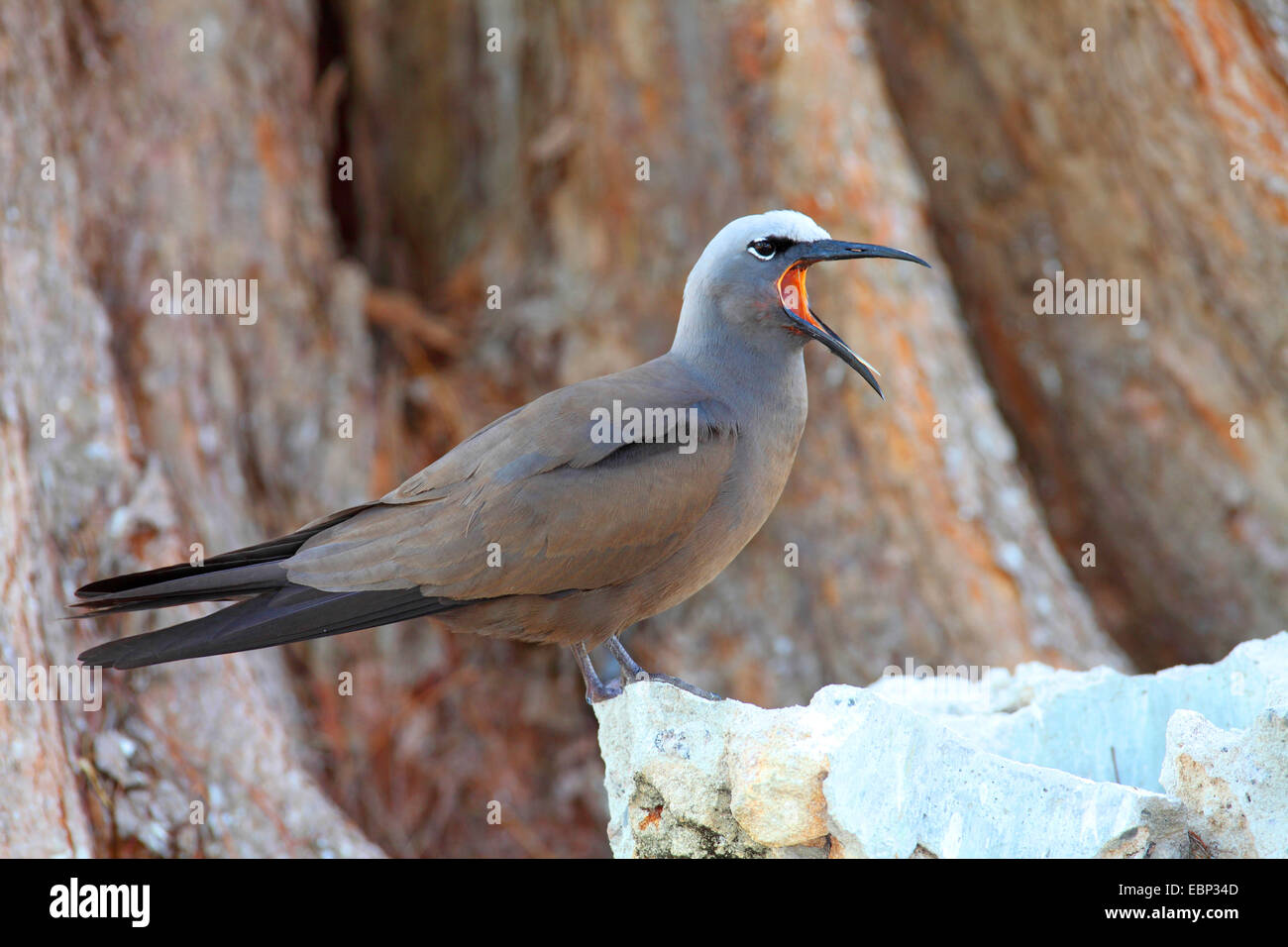 Noddy commun, noddi brun (Anous stolidus), assis sur une pierre et l'appel, les Seychelles, l'Île aux Oiseaux Banque D'Images