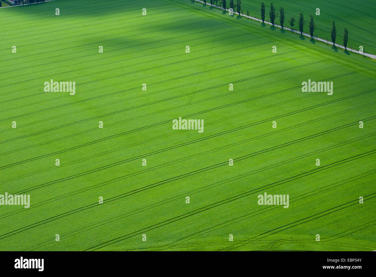 Vue aérienne de champ vert paysage, Allemagne Banque D'Images