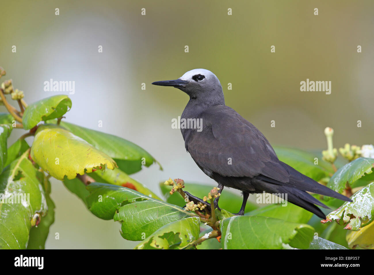 Noddy commun, noddi brun (Anous stolidus), assis sur une branche dans un arbre, les Seychelles, l'Île aux Oiseaux Banque D'Images