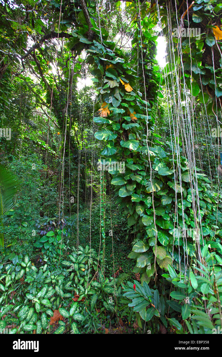 Fourrés avec les plantes rampantes et des racines aériennes, les Seychelles, La Digue Banque D'Images