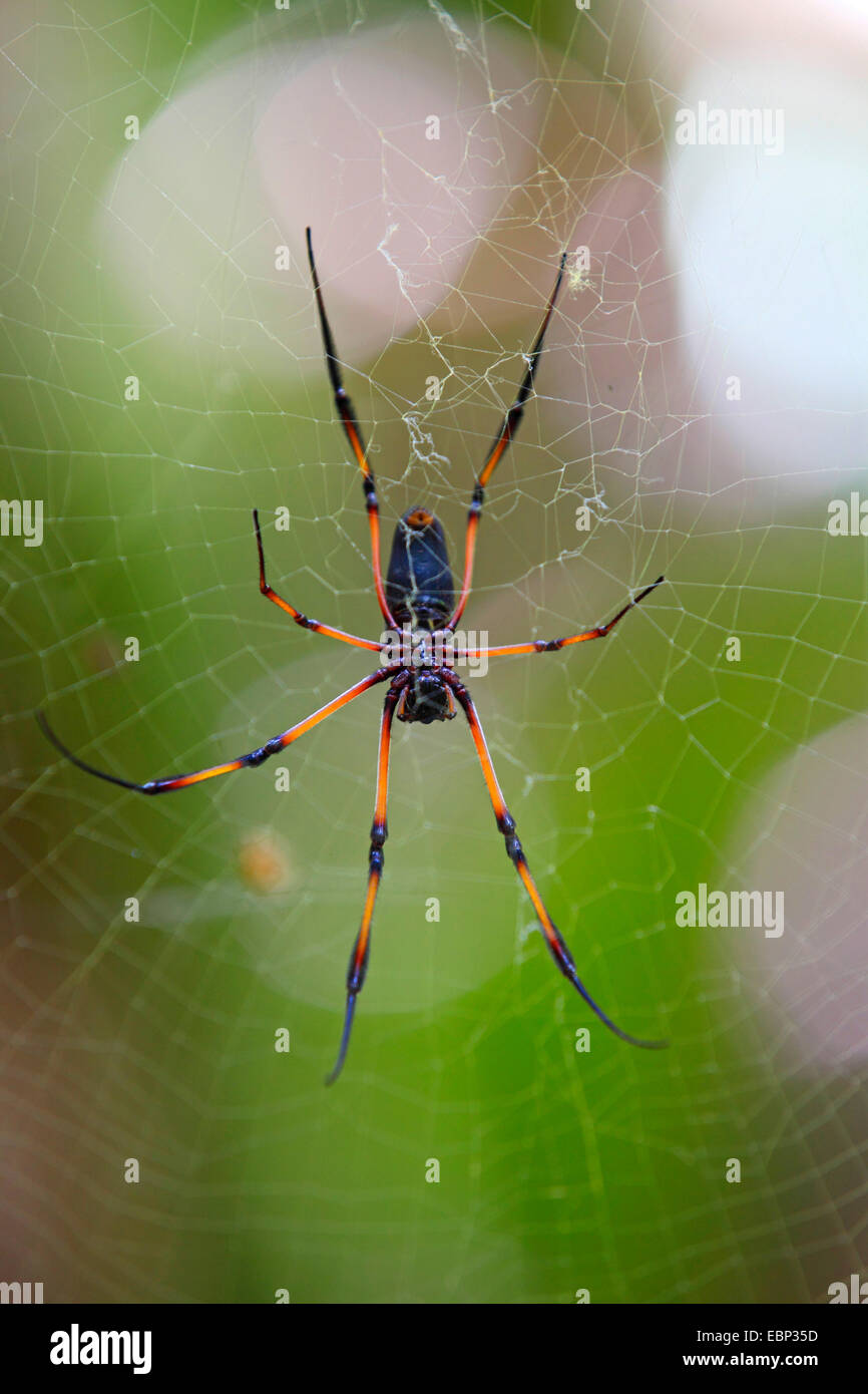 Red-legged globe doré-Spider web (Nephila inaurata), l'araignée dans un site web, les Seychelles, le Parc National de la Vallée de Mai, Praslin Banque D'Images