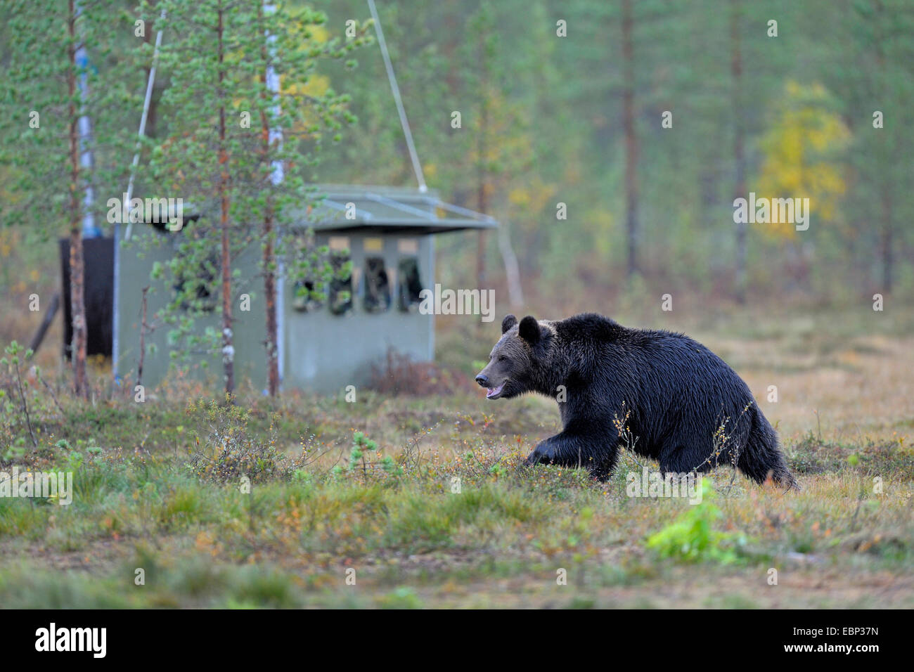 L'ours brun (Ursus arctos arctos), ours adultes dans une forêt d'automne, à l'arrière-plan une cachette pour les photographes, Finlande Banque D'Images