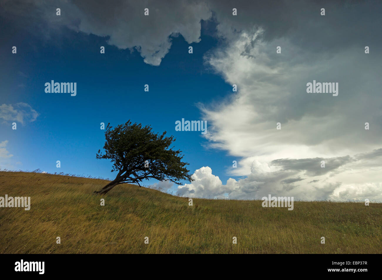 Seul arbre dans un champ, l'Allemagne, de Mecklembourg-Poméranie occidentale, Hiddensee Banque D'Images