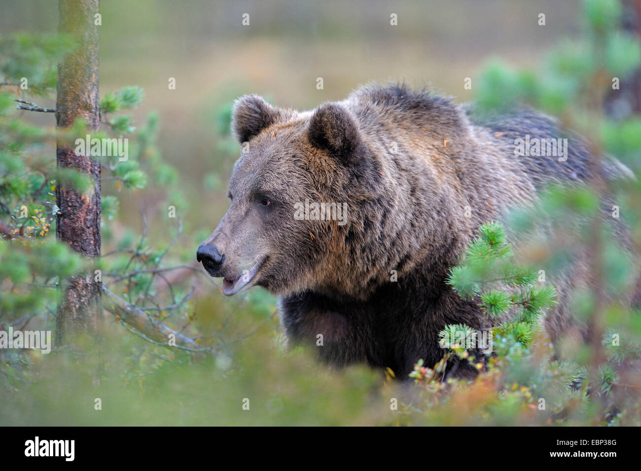 L'ours brun (Ursus arctos arctos), ours adultes dans un bois de conifères, en Finlande Banque D'Images