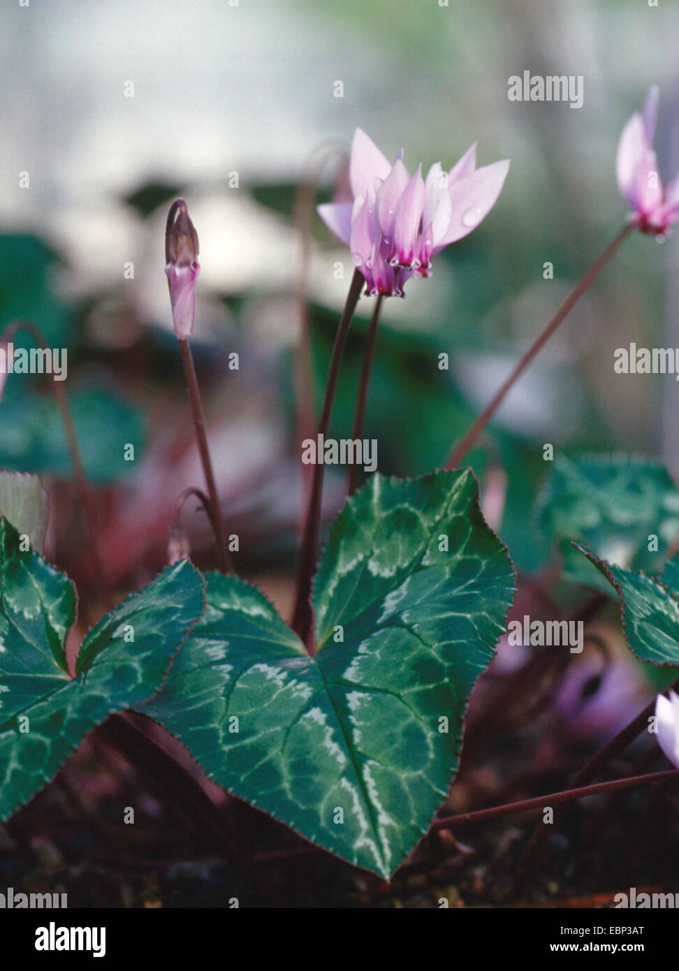 Cyclamen (Cyclamen africanum africaine), blooming Banque D'Images