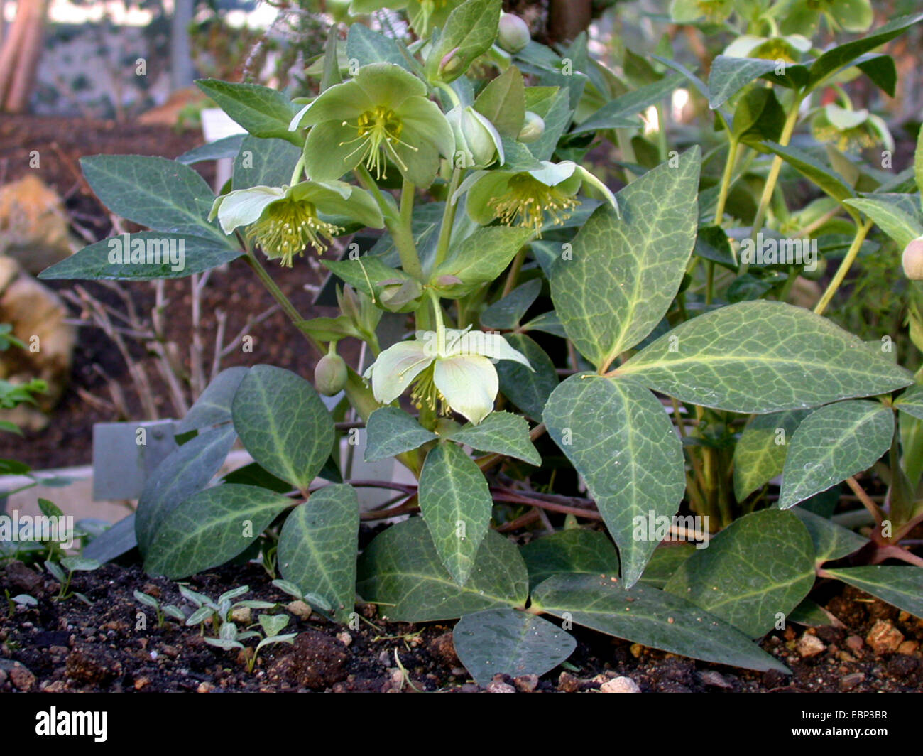 Hellebore Helleborus lividus (Majorque), blooming Banque D'Images