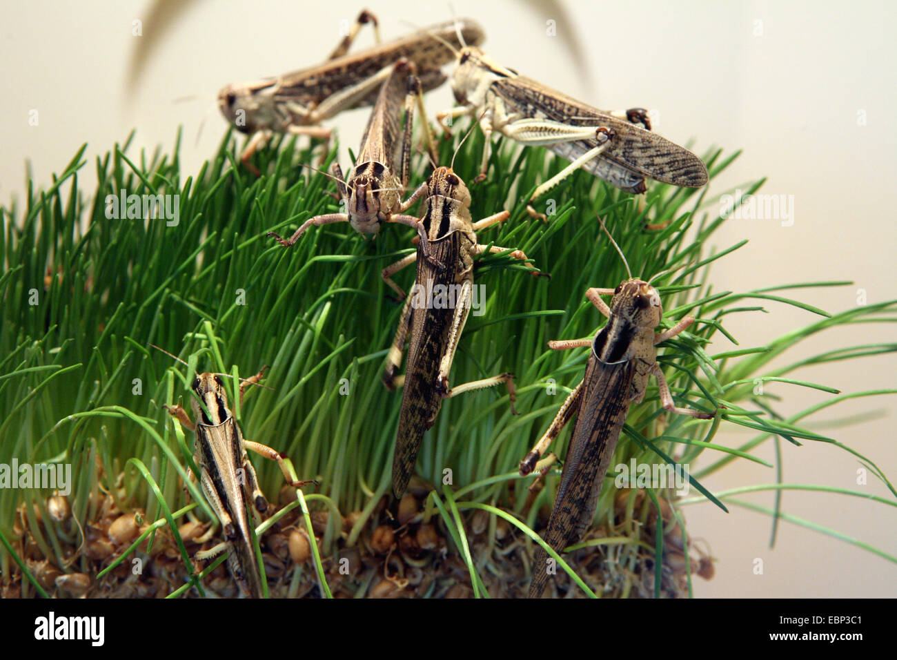 Criquet pèlerin (Schistocerca gregaria) manger de l'herbe verte au Zoo Basel, Suisse. Banque D'Images