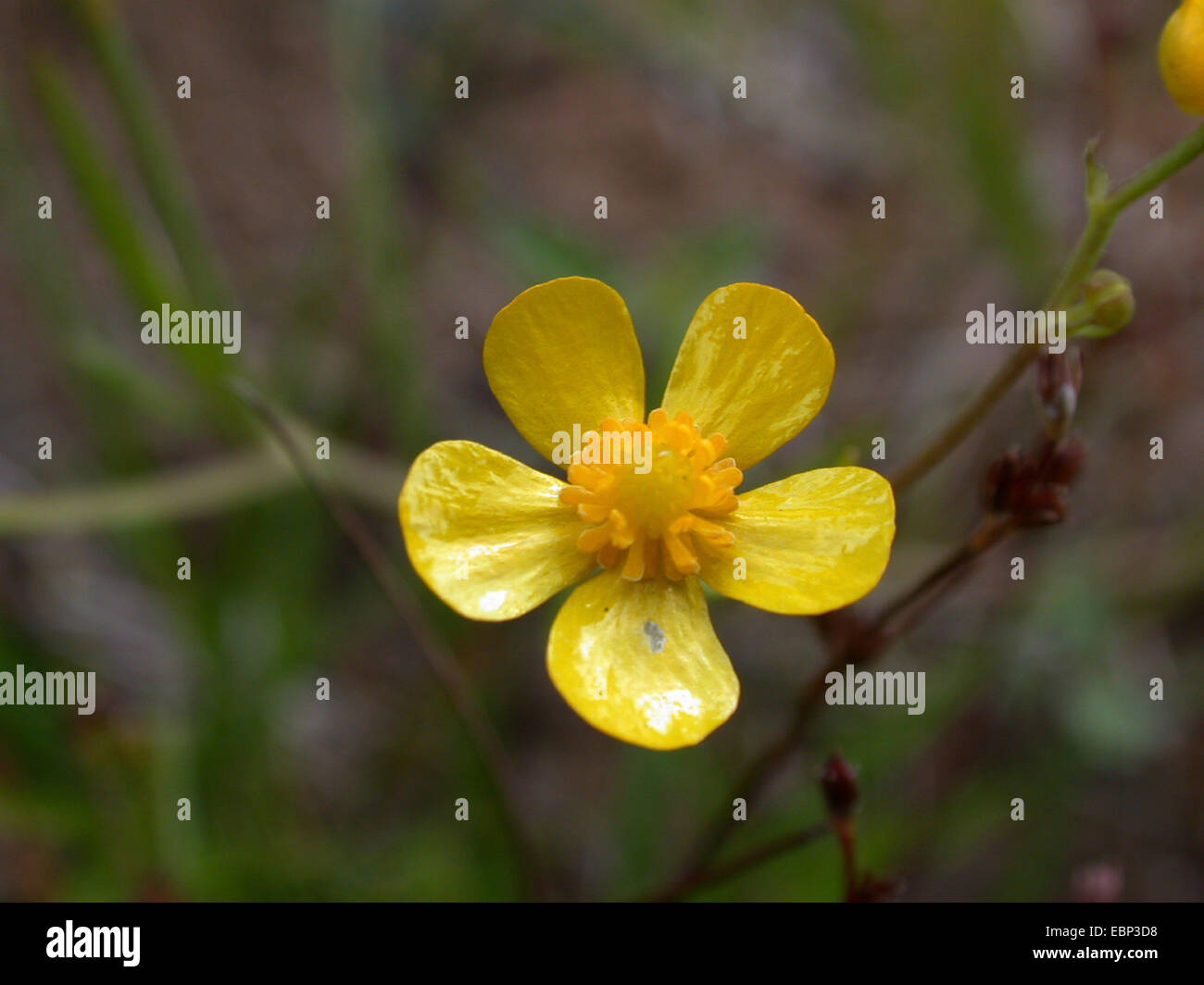 La renoncule rampante, Ranunculus flammula spearwort (moindre), fleur, Allemagne Banque D'Images