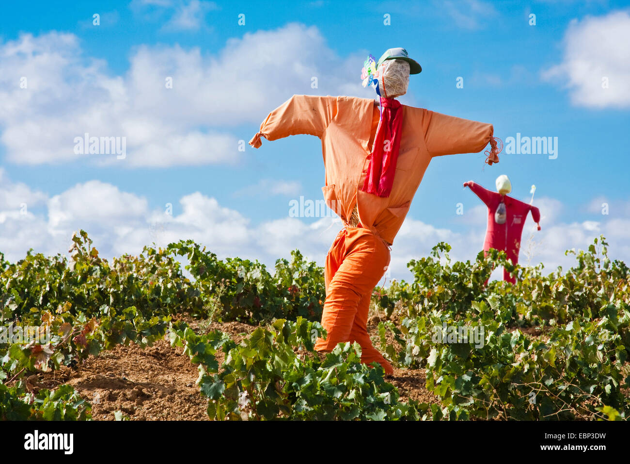 Chemin de Saint-Jacques de Compostelle, deux frumps dans un vignoble sur la route de Moratinos à San Nicolßs del Real Camino, Espagne, Kastilien und Leon, Provinz Pal, Palencia, Weg von Moratinos nach San Nicolás Banque D'Images